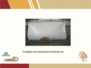CAAO2 fumigation Kuwait
•
Fumigation and maintenance of basmati rice
 