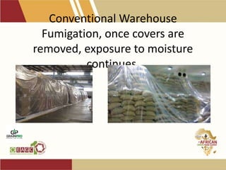 Conventional Warehouse
Fumigation, once covers are
removed, exposure to moisture
continues.
 