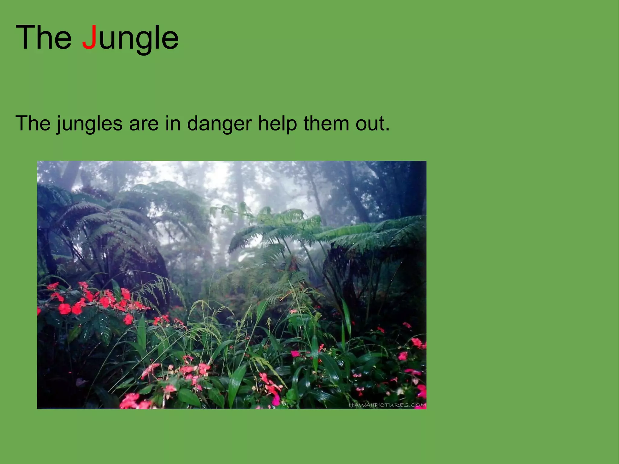 The  J ungle The jungles are in danger help them out. 