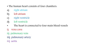 • The human heart consists of four chambers:
a) right atrium
b) left atrium
c) right ventricle
d) left ventricle
• The heart is connected to four main blood vessels
i) vena cava
ii) pulmonary vein
iii) pulmonary artery
iv) aorta
 