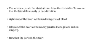• The valves separate the atria/ atrium from the ventricles. To ensure
that the blood flows only in one direction.
• right side of the heart contains deoxygenated blood
• left side of the heart contains oxygenated blood (blood rich in
oxygen).
• Function the parts in the heart:
 