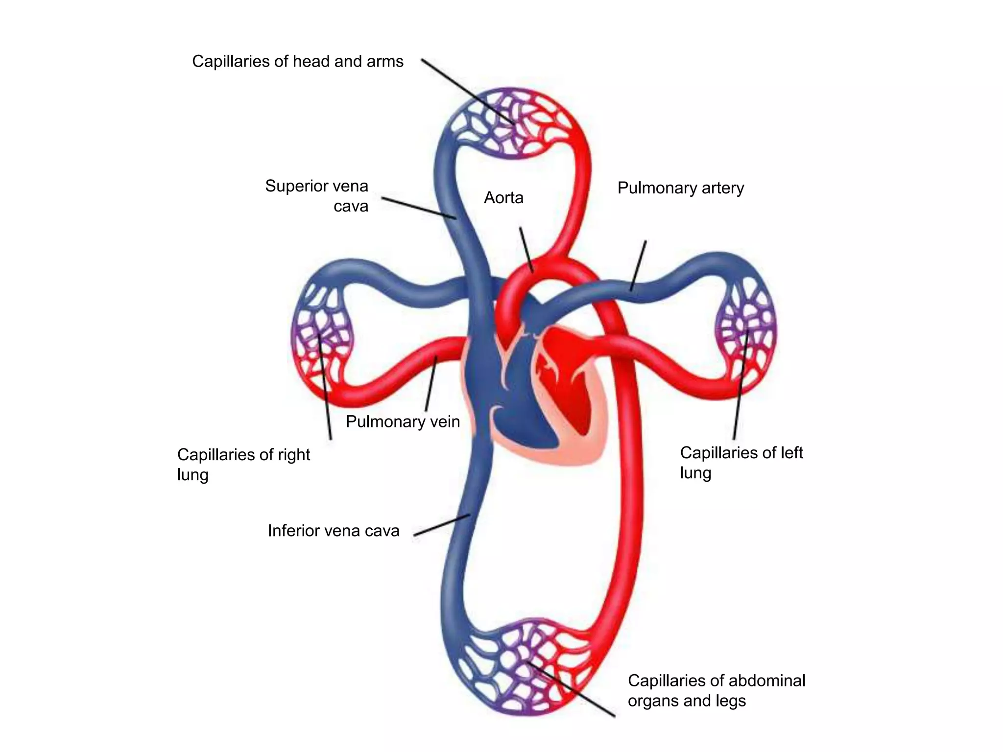 Capillaries of head and arms
Capillaries of abdominal
organs and legs
Inferior vena cava
Pulmonary vein
Capillaries of right
lung
Superior vena
cava
Aorta
Pulmonary artery
Capillaries of left
lung
 