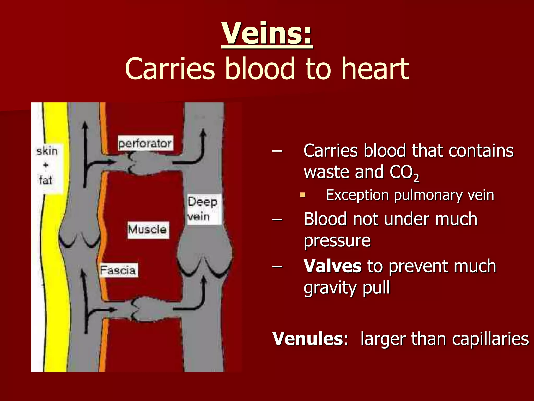 Veins:
Carries blood to heart
– Carries blood that contains
waste and CO2
 Exception pulmonary vein
– Blood not under much
pressure
– Valves to prevent much
gravity pull
Venules: larger than capillaries
 