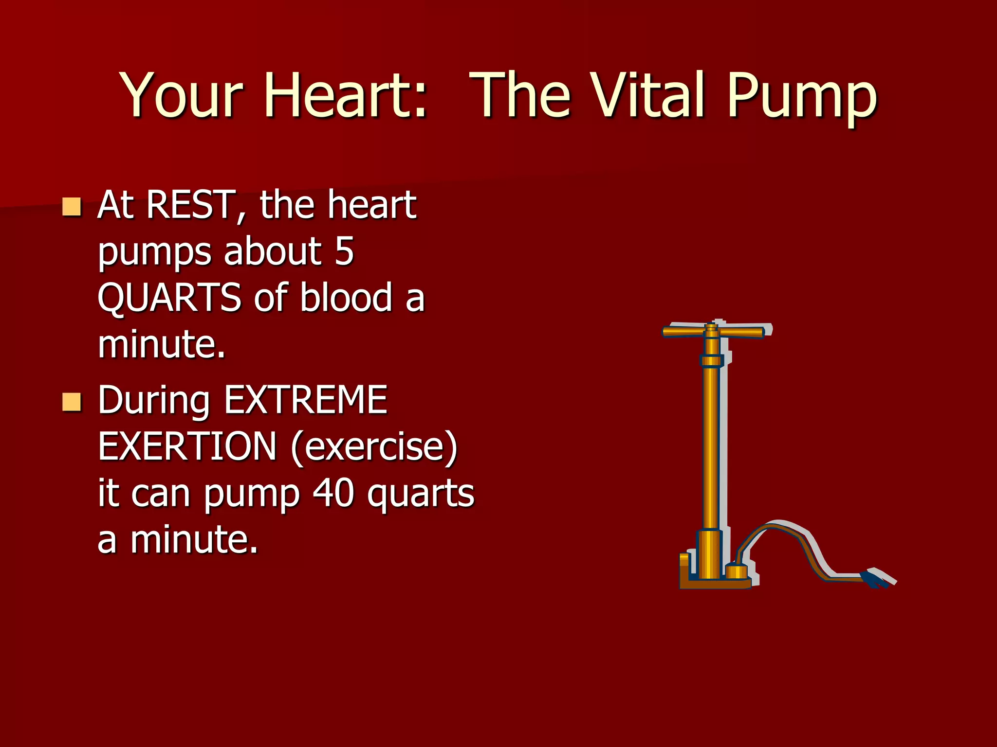 Your Heart: The Vital Pump
 At REST, the heart
pumps about 5
QUARTS of blood a
minute.
 During EXTREME
EXERTION (exercise)
it can pump 40 quarts
a minute.
 