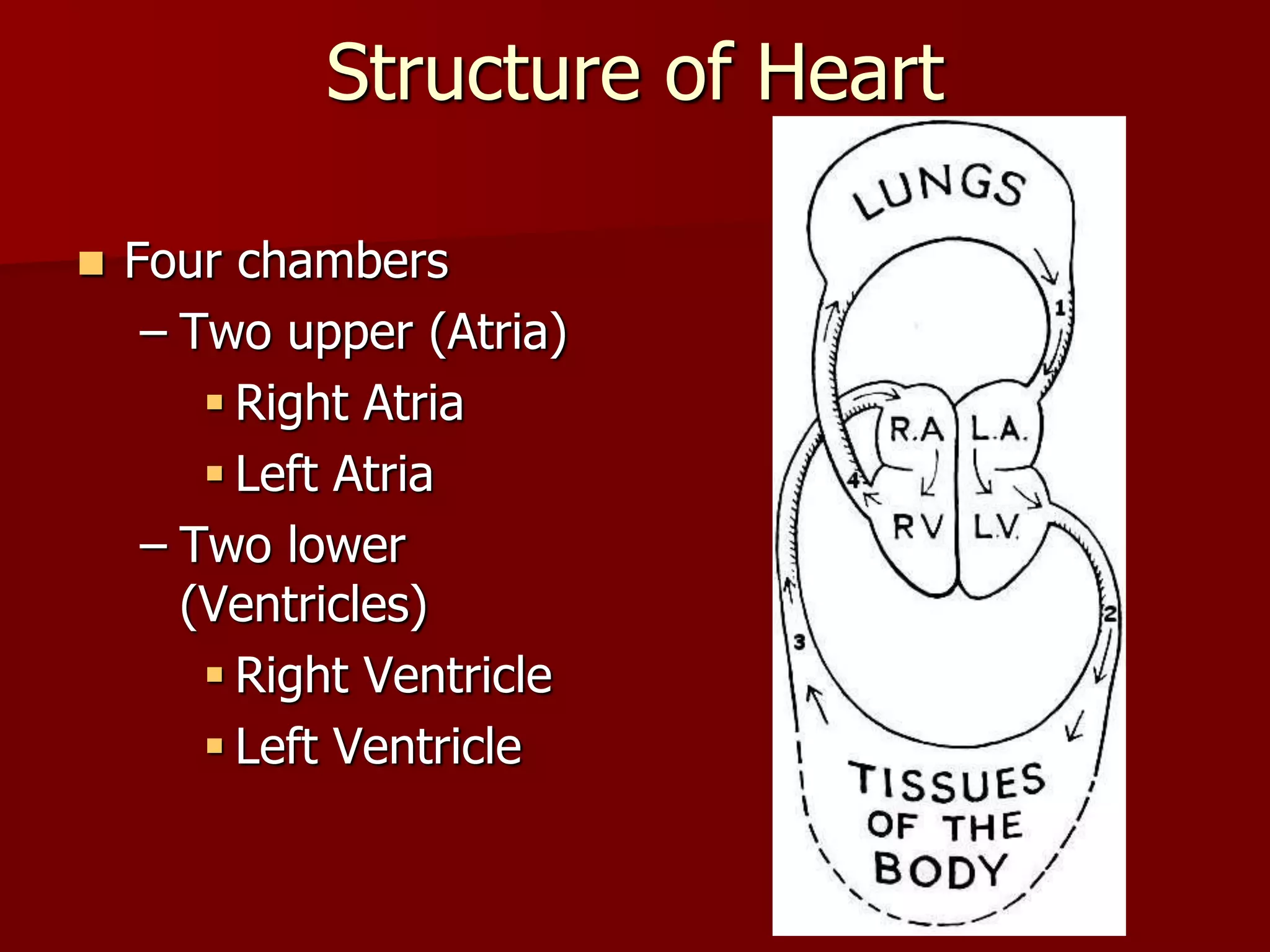 Structure of Heart
 Four chambers
– Two upper (Atria)
 Right Atria
 Left Atria
– Two lower
(Ventricles)
 Right Ventricle
 Left Ventricle
 