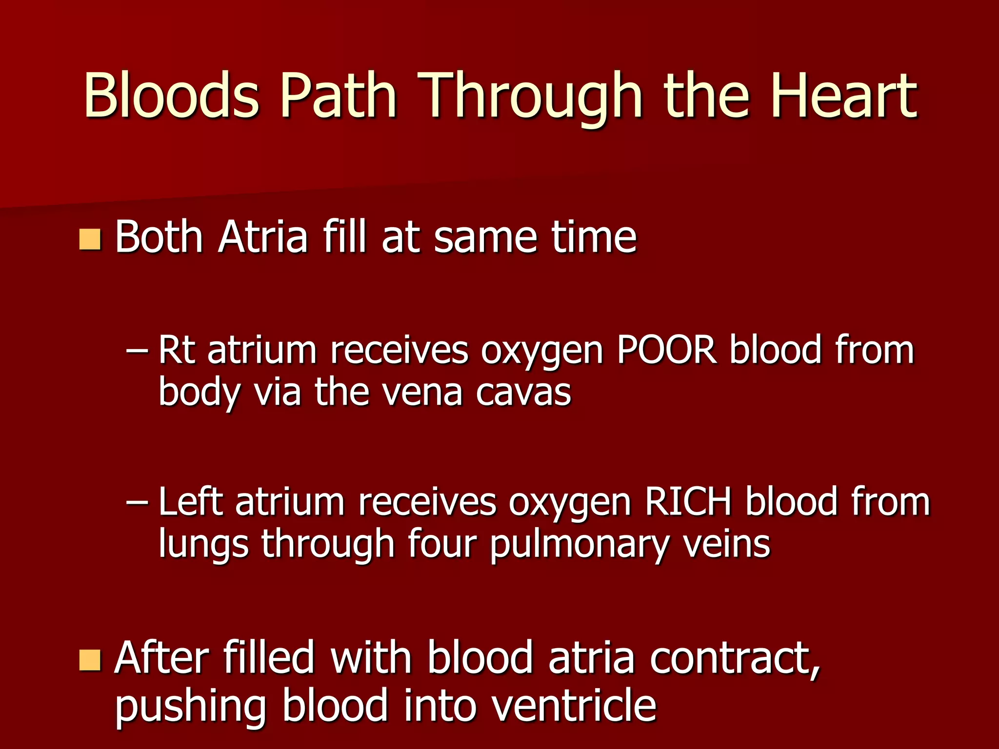 Bloods Path Through the Heart
 Both Atria fill at same time
– Rt atrium receives oxygen POOR blood from
body via the vena cavas
– Left atrium receives oxygen RICH blood from
lungs through four pulmonary veins
 After filled with blood atria contract,
pushing blood into ventricle
 