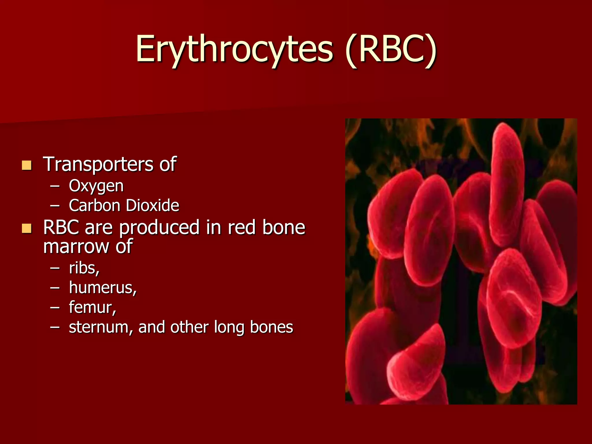 Erythrocytes (RBC)
 Transporters of
– Oxygen
– Carbon Dioxide
 RBC are produced in red bone
marrow of
– ribs,
– humerus,
– femur,
– sternum, and other long bones
 