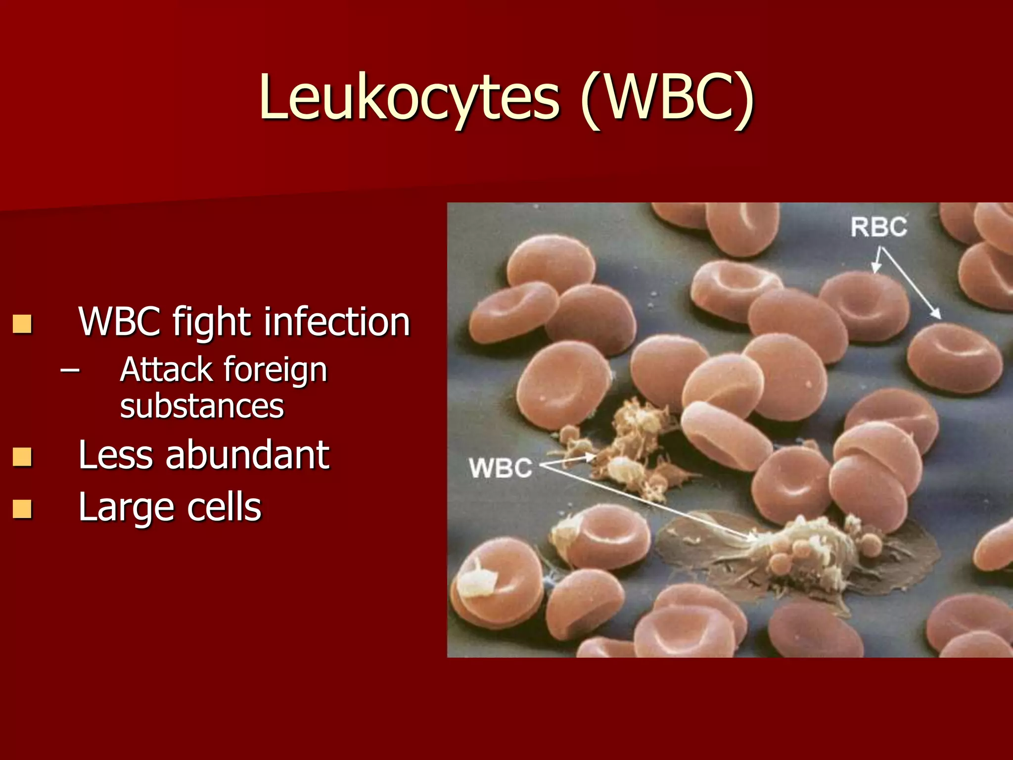 Leukocytes (WBC)
 WBC fight infection
– Attack foreign
substances
 Less abundant
 Large cells
 