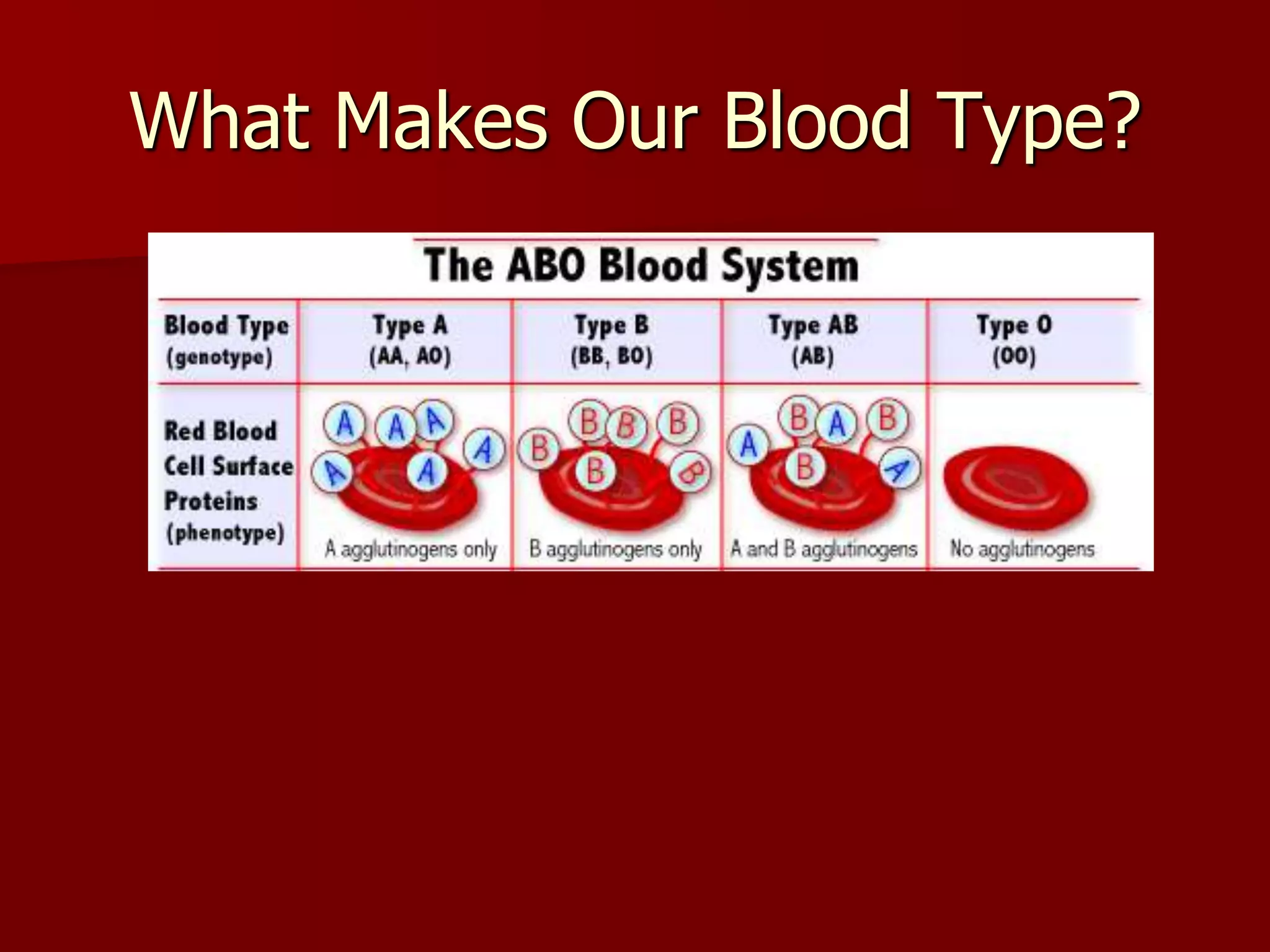 What Makes Our Blood Type?
 