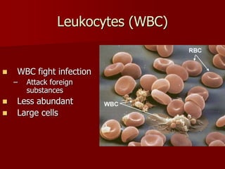 7th Circulatory System.ppt