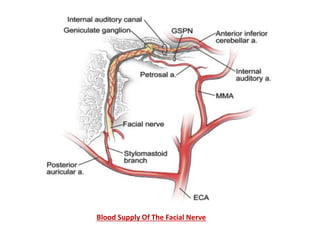 Blood Supply Of The Facial Nerve
 
