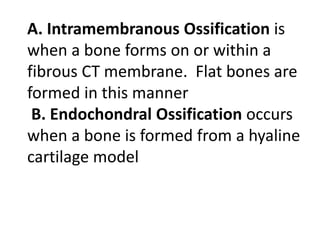 A. Intramembranous Ossification is
when a bone forms on or within a
fibrous CT membrane. Flat bones are
formed in this manner
B. Endochondral Ossification occurs
when a bone is formed from a hyaline
cartilage model
 
