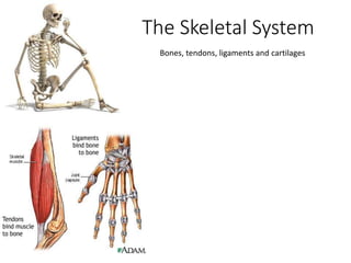 The Skeletal System
Bones, tendons, ligaments and cartilages
 