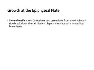 Growth at the Epiphyseal Plate
• Zone of ossification: Osteoclasts and osteoblasts from the diaphyseal
side break down the calcified cartilage and replace with mineralized
bone tissue.
 