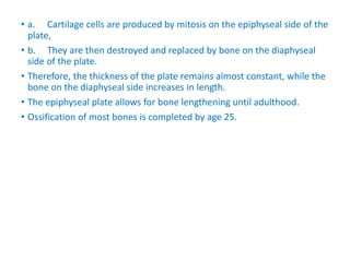 • a. Cartilage cells are produced by mitosis on the epiphyseal side of the
plate,
• b. They are then destroyed and replaced by bone on the diaphyseal
side of the plate.
• Therefore, the thickness of the plate remains almost constant, while the
bone on the diaphyseal side increases in length.
• The epiphyseal plate allows for bone lengthening until adulthood.
• Ossification of most bones is completed by age 25.
 