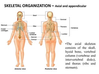 SKELETAL ORGANIZATION – Axial and appendicular
•The axial skeleton
consists of the skull,
hyoid bone, vertebral
column (vertebrae and
intervertebral disks),
and thorax (ribs and
sternum).
 