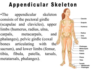 •The appendicular skeleton
consists of the pectoral girdle
(scapulae and clavicles), upper
limbs (humerus, radius, ulna,
carpals, metacarpals, and
phalanges), pelvic girdle (coxal
bones articulating with the
sacrum), and lower limbs (femur,
tibia, fibula, patella, tarsals,
metatarsals, phalanges).
 