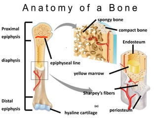Distal
epiphysis
Proximal
epiphysis
diaphysis
yellow marrow
epiphyseal line
periosteum
compact bone
spongy bone
Endosteum
hyaline cartilage
Sharpey’s fibers
 