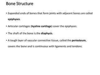 Bone Structure
• Expanded ends of bones that form joints with adjacent bones are called
epiphyses.
• Articular cartilages (hyaline cartilage) cover the epiphyses.
• The shaft of the bone is the diaphysis.
• A tough layer of vascular connective tissue, called the periosteum,
covers the bone and is continuous with ligaments and tendons.
 
