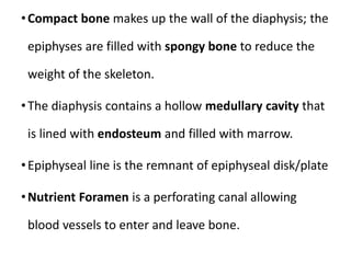 •Compact bone makes up the wall of the diaphysis; the
epiphyses are filled with spongy bone to reduce the
weight of the skeleton.
•The diaphysis contains a hollow medullary cavity that
is lined with endosteum and filled with marrow.
•Epiphyseal line is the remnant of epiphyseal disk/plate
•Nutrient Foramen is a perforating canal allowing
blood vessels to enter and leave bone.
 