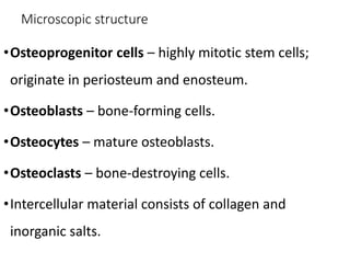 Microscopic structure
•Osteoprogenitor cells – highly mitotic stem cells;
originate in periosteum and enosteum.
•Osteoblasts – bone-forming cells.
•Osteocytes – mature osteoblasts.
•Osteoclasts – bone-destroying cells.
•Intercellular material consists of collagen and
inorganic salts.
 
