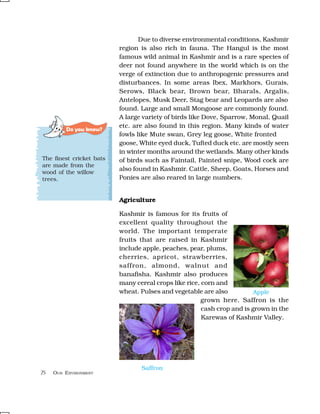 68 OUR ENVIRONMENT
Do you know?
The finest cricket bats
are made from the
wood of the willow
trees.
Due to diverse environmental conditions, Kashmir
region is also rich in fauna. The Hangul is the most
famous wild animal in Kashmir and is a rare species of
deer not found anywhere in the world which is on the
verge of extinction due to anthropogenic pressures and
disturbances. In some areas Ibex, Markhors, Gurais,
Serows, Black bear, Brown bear, Bharals, Argalis,
Antelopes, Musk Deer, Stag bear and Leopards are also
found. Large and small Mongoose are commonly found.
A large variety of birds like Dove, Sparrow, Monal, Quail
etc. are also found in this region. Many kinds of water
fowls like Mute swan, Grey leg goose, White fronted
goose, White eyed duck, Tufted duck etc. are mostly seen
in winter months around the wetlands. Many other kinds
of birds such as Faintail, Painted snipe, Wood cock are
also found in Kashmir. Cattle, Sheep, Goats, Horses and
Ponies are also reared in large numbers.
Agriculture
Kashmir is famous for its fruits of
excellent quality throughout the
world. The important temperate
fruits that are raised in Kashmir
include apple, peaches, pear, plums,
cherries, apricot, strawberries,
saffron, almond, walnut and
banafisha. Kashmir also produces
many cereal crops like rice, corn and
wheat. Pulses and vegetable are also
grown here. Saffron is the
cash crop and is grown in the
Karewas of Kashmir Valley.
75
Apple
Saffron
 