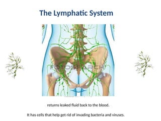 7th Grade Intro to Human Body Systems PPT.pptx