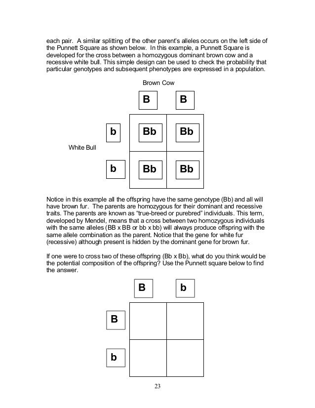 Printables Punnett Square Worksheet Answers collection punnett square worksheets with answers photos kaessey worksheet human characteristics answers