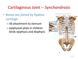 Cartilaginous Joint -- Synchondrosis
• Bones are joined by hyaline
cartilage
– rib attachment to sternum
– epiphyseal plate in children
binds epiphysis and diaphysis
9-10
 