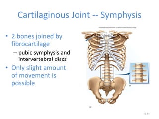 Cartilaginous Joint -- Symphysis
• 2 bones joined by
fibrocartilage
– pubic symphysis and
intervertebral discs
• Only slight amount
of movement is
possible
9-11
 