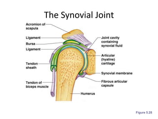 The Synovial Joint
Figure 5.28
 
