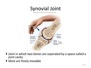 Synovial Joint
 Joint in which two bones are separated by a space called a
joint cavity
 Most are freely movable
9-13
 