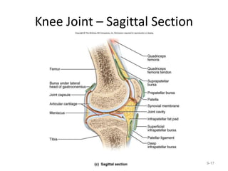 Knee Joint – Sagittal Section
9-17
 