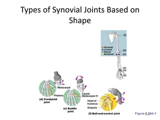 Types of Synovial Joints Based on
Shape
9-20
Figure 5.29d–f
 