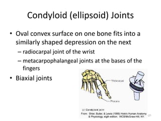 Condyloid (ellipsoid) Joints
• Oval convex surface on one bone fits into a
similarly shaped depression on the next
– radiocarpal joint of the wrist
– metacarpophalangeal joints at the bases of the
fingers
• Biaxial joints
9-21
 