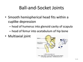 Ball-and-Socket Joints
• Smooth hemispherical head fits within a
cuplike depression
– head of humerus into glenoid cavity of scapula
– head of femur into acetabulum of hip bone
• Multiaxial joint
9-26
 