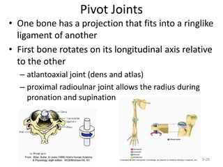 Pivot Joints
• One bone has a projection that fits into a ringlike
ligament of another
• First bone rotates on its longitudinal axis relative
to the other
– atlantoaxial joint (dens and atlas)
– proximal radioulnar joint allows the radius during
pronation and supination
9-28
 