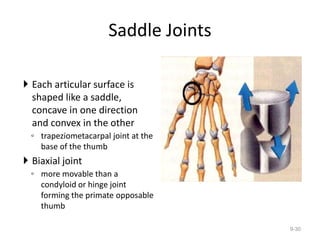 Saddle Joints
 Each articular surface is
shaped like a saddle,
concave in one direction
and convex in the other
◦ trapeziometacarpal joint at the
base of the thumb
 Biaxial joint
◦ more movable than a
condyloid or hinge joint
forming the primate opposable
thumb
9-30
 