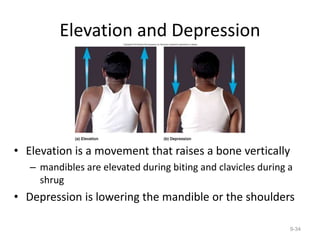 Elevation and Depression
• Elevation is a movement that raises a bone vertically
– mandibles are elevated during biting and clavicles during a
shrug
• Depression is lowering the mandible or the shoulders
9-34
 