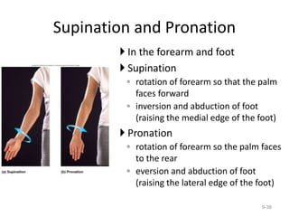 Supination and Pronation
 In the forearm and foot
 Supination
◦ rotation of forearm so that the palm
faces forward
◦ inversion and abduction of foot
(raising the medial edge of the foot)
 Pronation
◦ rotation of forearm so the palm faces
to the rear
◦ eversion and abduction of foot
(raising the lateral edge of the foot)
9-38
 