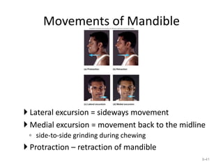 Movements of Mandible
 Lateral excursion = sideways movement
 Medial excursion = movement back to the midline
◦ side-to-side grinding during chewing
 Protraction – retraction of mandible
9-41
 