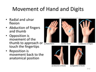 Movement of Hand and Digits
• Radial and ulnar
flexion
• Abduction of fingers
and thumb
• Opposition is
movement of the
thumb to approach or
touch the fingertips
• Reposition is
movement back to the
anatomical position
9-42
 