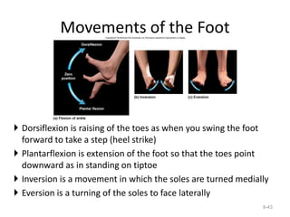 Movements of the Foot
 Dorsiflexion is raising of the toes as when you swing the foot
forward to take a step (heel strike)
 Plantarflexion is extension of the foot so that the toes point
downward as in standing on tiptoe
 Inversion is a movement in which the soles are turned medially
 Eversion is a turning of the soles to face laterally
9-43
 