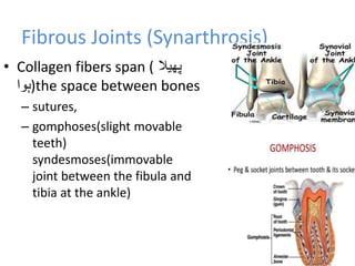 Fibrous Joints (Synarthrosis)
• Collagen fibers span ( ‫پھیال‬
‫)ہوا‬the space between bones
– sutures,
– gomphoses(slight movable
teeth)
syndesmoses(immovable
joint between the fibula and
tibia at the ankle)
9-5
 
