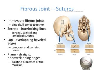 Fibrous Joint -- Sutures
• Immovable fibrous joints
– bind skull bones together
• Serrate - interlocking lines
– coronal, sagittal and
lambdoid sutures
• Lap - overlapping beveled
edges
– temporal and parietal
bones
• Plane - straight,
nonoverlapping edges
– palatine processes of the
maxillae 9-6
 