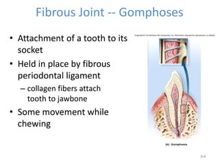 Fibrous Joint -- Gomphoses
• Attachment of a tooth to its
socket
• Held in place by fibrous
periodontal ligament
– collagen fibers attach
tooth to jawbone
• Some movement while
chewing
9-8
 