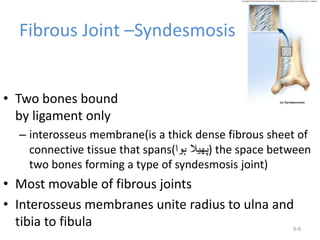 Fibrous Joint –Syndesmosis
• Two bones bound
by ligament only
– interosseus membrane(is a thick dense fibrous sheet of
connective tissue that spans(‫ہوا‬ ‫)پھیال‬ the space between
two bones forming a type of syndesmosis joint)
• Most movable of fibrous joints
• Interosseus membranes unite radius to ulna and
tibia to fibula 9-9
 