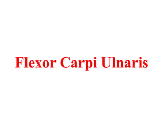 Flexor Carpi Ulnaris

 