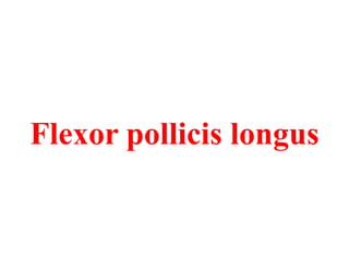 Flexor pollicis longus

 