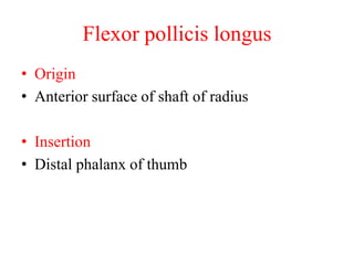 Flexor pollicis longus
• Origin
• Anterior surface of shaft of radius
• Insertion
• Distal phalanx of thumb

 